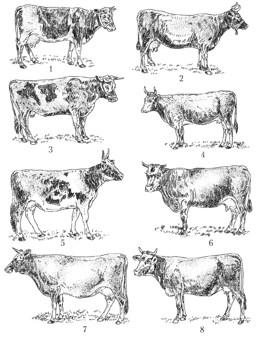 Молочные породы коров известные с начала ХХ века1 голландская 2 - фото 2