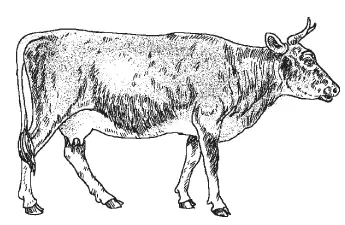 Корова великорусской ярославской молочной породы Корова великорусской - фото 3