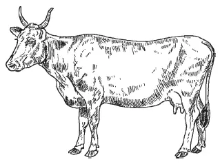 Корова великорусской смоленской молочной породы Пастбищностойловое - фото 4