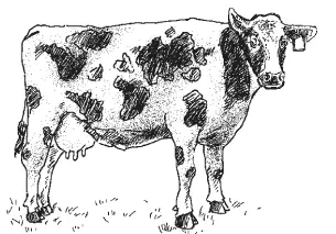 Корова чернопестрой молочной породы Корова голштинофризской молочной породы - фото 5
