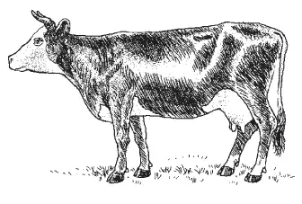 Корова ярославской молочной породы Пастбищное содержание скотаПрименимо в - фото 8