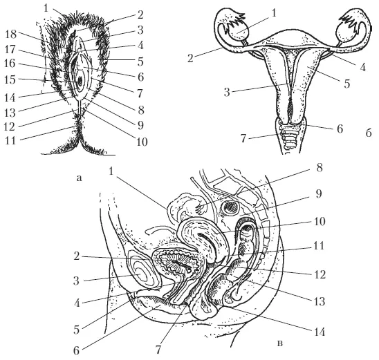 Рис 1 Женские половые органы а наружные половые органы 1 лобок 2 - фото 1
