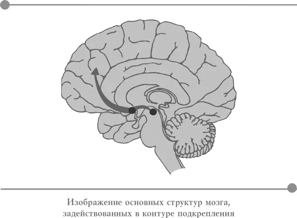 Факты в копилку Части системы подкрепления задействованные в части системы - фото 7
