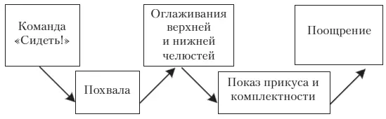 Каждый владелец должен взять за правило ежедневно по несколько раз в день - фото 62