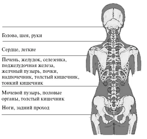 Природа постаралась максимально защитить эту систему от сотрясений и травм - фото 1