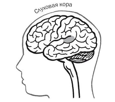 Но достижение слуховой коры это лишь начало Для того чтобы Холман - фото 15