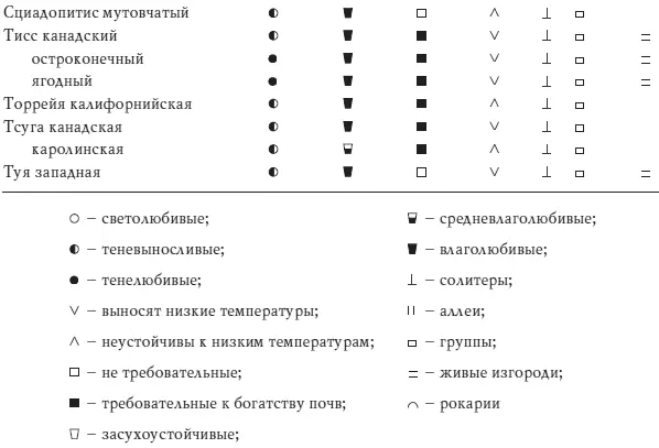Хвойные растения - фото 99