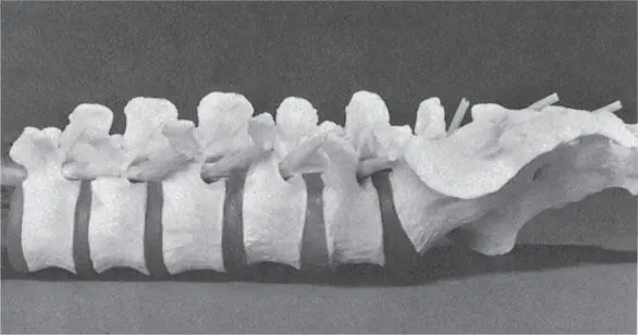 Рис 13а Анатомическая модель наглядно иллюстрирует позу показанную на рис - фото 19