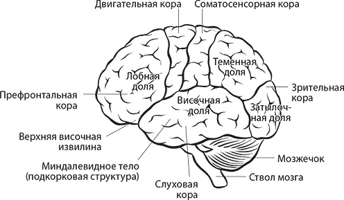 Изображение мозга человека с указанием расположения верхней височной извилины и - фото 1
