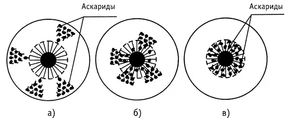 Рис 3Проекция расположения аскарид в организме человека на радужной оболочке - фото 5