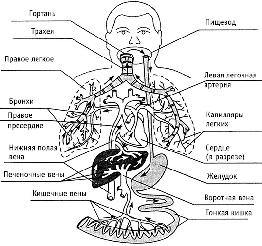 Рис 5Схема миграции личинок аскарид в теле человека Из кишечных вен личинки - фото 7