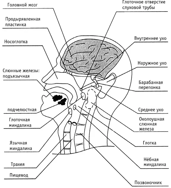 Рис 7Структурные элементы головы и шеи Пути движения аскарид а в - фото 9