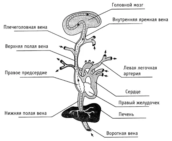 Рис 8Схема возможных путей попадания личинок аскарид в головной мозг Путь - фото 10