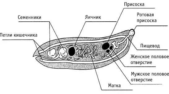 Рис 14Описторхис кошачий по К И Скрябину Р С Шульцу Описторхис - фото 16