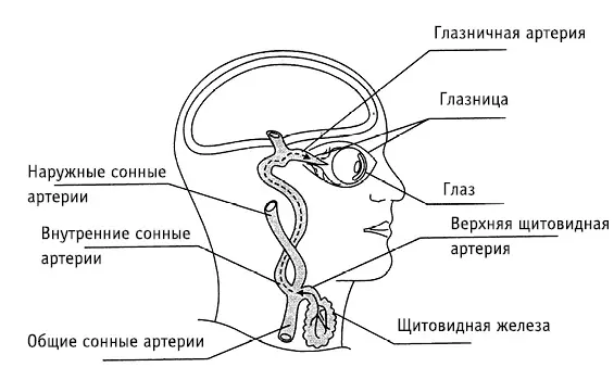 Рис 19Путь распространения сколексов эхинококка из щитовидной железы в - фото 21