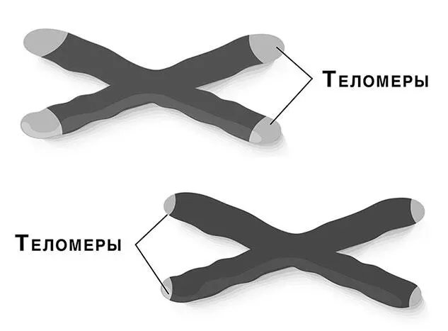 Теломеры и их уменьшение с возрастом Получается что бессмертие не такой уж - фото 34