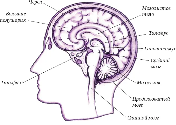 Рис 1Строение головного мозга человека Более подробную схему отделов вы - фото 1