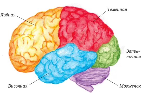 Рис 2Доли коры головного мозга Кора составляет значительную часть головного - фото 2