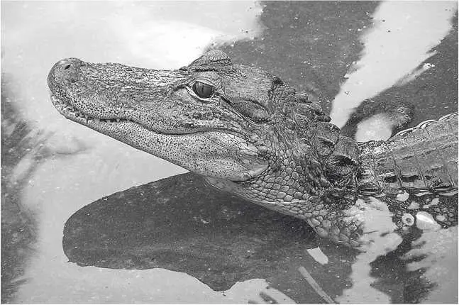 Молодой миссисипский аллигатор Глава 3 Alligator mississippiensis постижение - фото 6