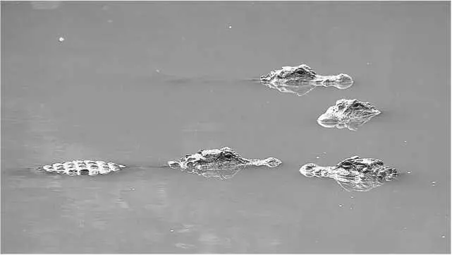 Китайские аллигаторы Глава 4 Alligator sinensis возрождающийся дракон - фото 7