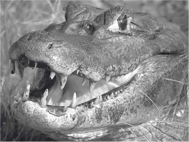 Кайман жакаре Глава 5 Caiman yacare выстрел мимо цели Великим - фото 10