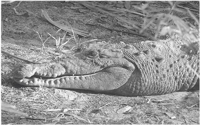 Американский крокодил Глава 7 Crocodylus acutus охота на берегу К середине - фото 15