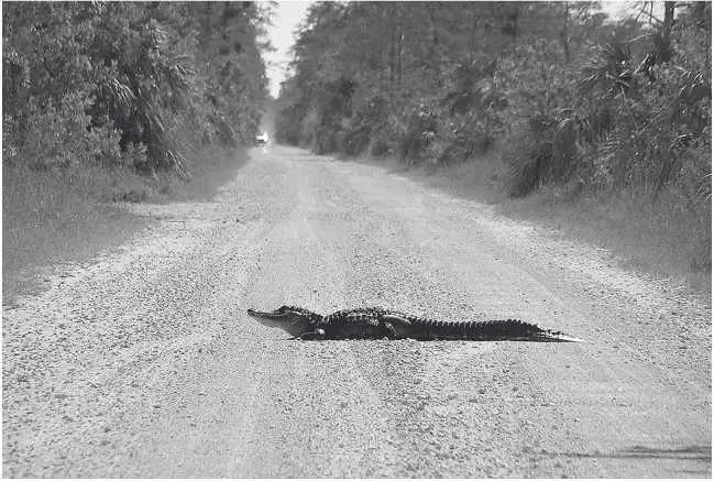 Миссисипский аллигатор переходит дорогу Глава 9 Alligator mississippiensis - фото 18
