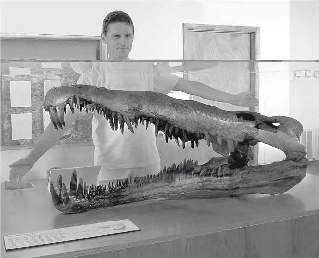 Череп Leptosuchus gregorii крокодила триасового периода Глава 10 - фото 20
