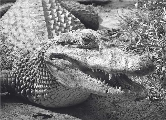 Черный кайман Глава 11 Caiman niger мир рек Лето еще не кончилось и - фото 21