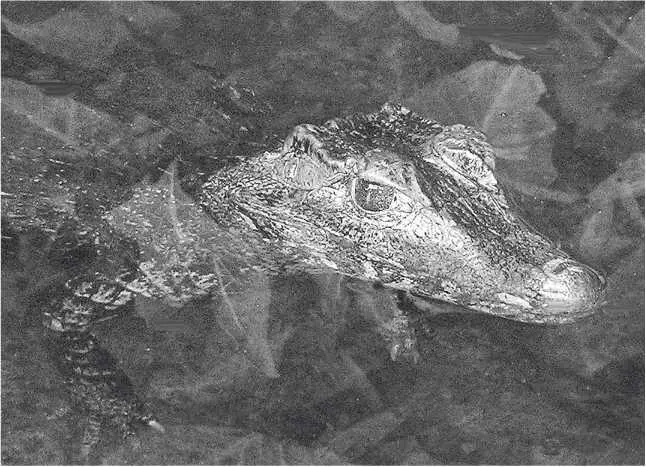 Карликовый кайман Кювье Глава 12 Paleosuchus palpebrosus вибрирующая игрушка - фото 22