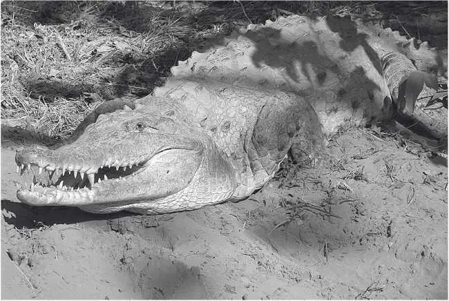 Оринокский крокодил защищающий гнездо Глава 16 Crocodylus intermedius - фото 30
