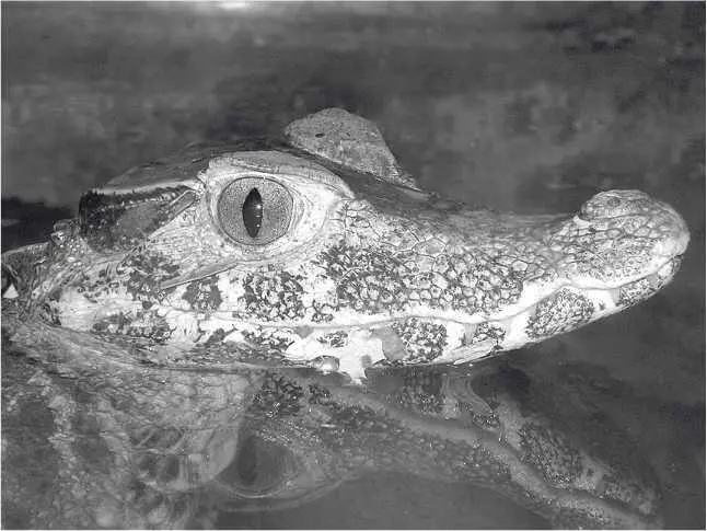 Карликовый кайман Шнайдера Глава 17 Paleosuchus trigonatus естественный - фото 31