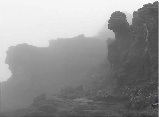 Причудливые скалы на вершине одного из тепуи У найденных мной кайманов были - фото 32