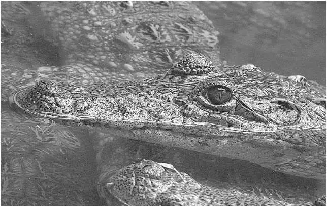 Молодой крокодил Морелета Глава 18 Crocodylus moreletii политика вымирания - фото 34