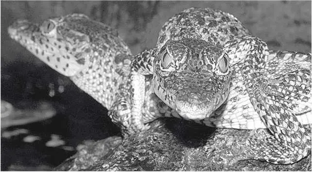 Детеныши кубинского крокодила Глава 19 Crocodylus rhombifer островная любовь - фото 36