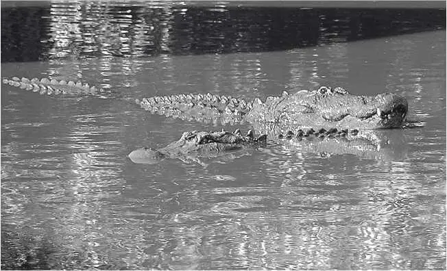 Любовь миссисипских аллигаторов Глава 20 Alligator mississippiensis научное - фото 37