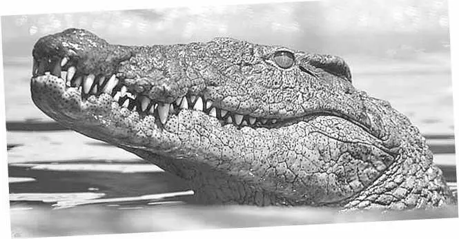 Нильский крокодил Глава 21 Crocodylus niloticus ориентирование в Африке - фото 39