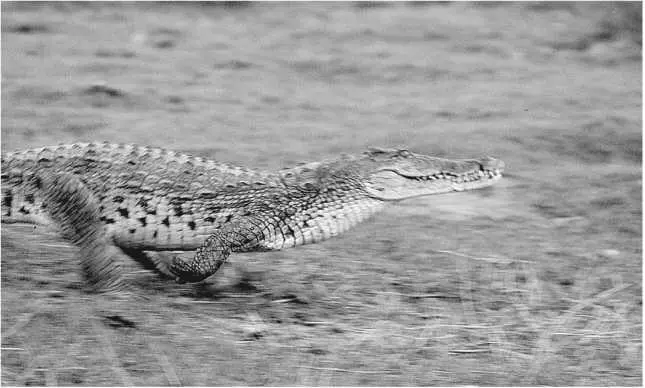 Нильский крокодил бегущий галопом Глава 22 Crocodylus niloticus хозяева - фото 41