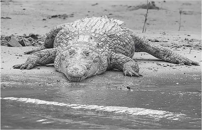 Нильский крокодил Глава 24 Crocodylus niloticus сезон дождей Мы поехали в - фото 44