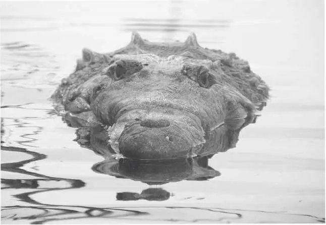 Американский крокодил Глава 25 Crocodylus acutus опасные пересечения Я - фото 46