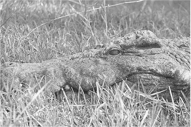 Нильский крокодил Глава 26 Crocodylus niloticus место откуда мы родом В - фото 47