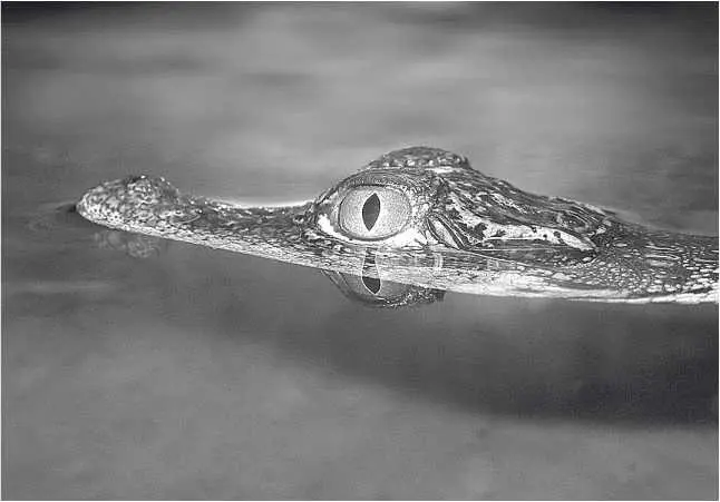 Нильский крокодил Глава 27 Crocodylus niloticus рай в аду Мы ненадолго - фото 49