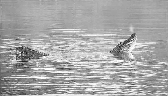 Ревущий миссисипский аллигатор Глава 31 Alligator mississippiensis - фото 56