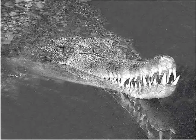 Ложный гавиал Глава 32 Tomistoma schlegelii охота за призраками США - фото 59
