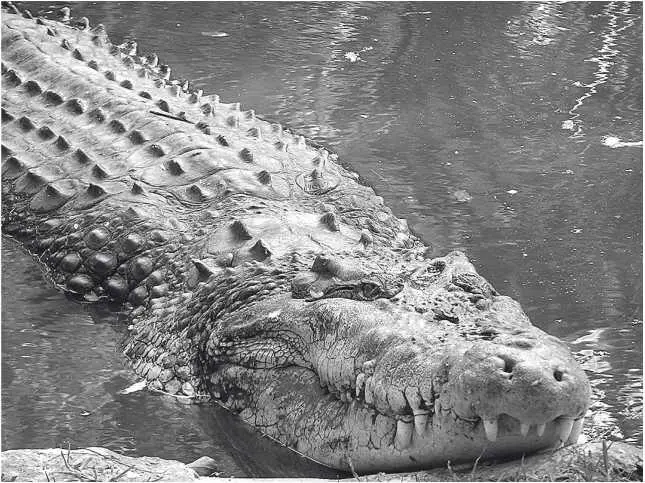 Гребнистый крокодил Глава 33 Crocodylus porosus с острова на остров - фото 61