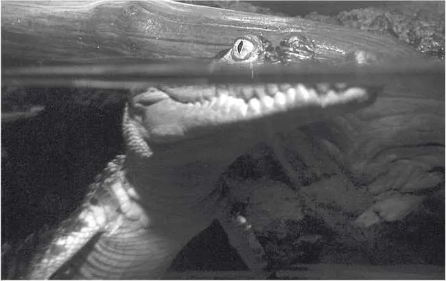 Детеныш гребнистого крокодила Глава 34 Crocodylus porosus страшные истории - фото 63