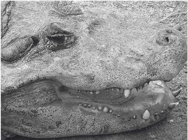 Широкомордый кайман Глава 35 Caiman latirostris неправильный паводок Моя - фото 64