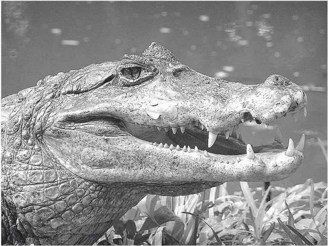 Очковый кайман Глава 37 Caiman crocodilus найденные ответы Я все больше - фото 68