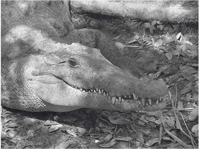 Американский крокодил Глава 38 Crocodylus acutus сквозь туман Зимние - фото 69