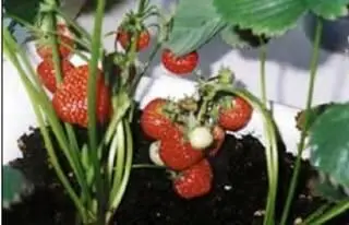 Оказывается порадовать себя и своих близких свежими ягодами земляники можно и - фото 2